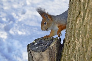 Manual squirrel gnaws seeds on the stump. Red squirrel in spring