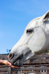 Female hand feeds a white horse.