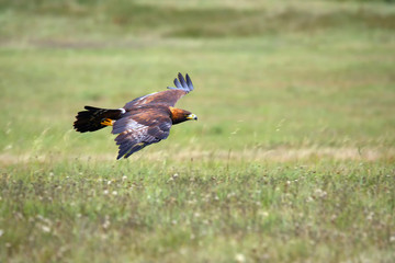 The golden eagle (Aquila chrysaetos) flying over the meadow. Male golden eagle flying in the...