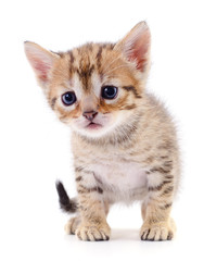 Kitten on white background.