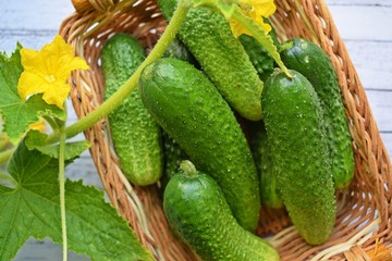 Fresh cucumbers in a wicker basket on a wooden background.