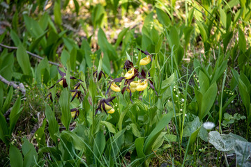 View of Yellow lady's slipper orchids (Cypripedium) in the forest in the Swiss Alps