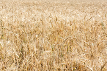 spike in background field