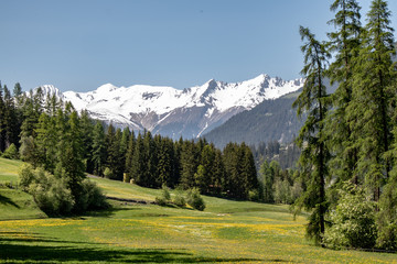 Fototapeta na wymiar View of snowy mountains behind green wooded mountains at blue sky in swiss alps