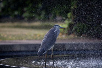 Heron in a Urban Pond