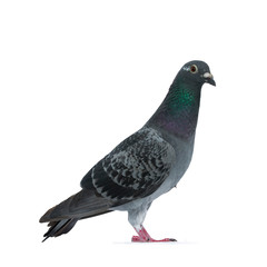 Young grey Racing Pigeon standing side ways looking at camera with orange / brown eye. Neck with pearl green and purple. Isolated on white background.