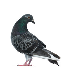Young grey Racing Pigeon standing side ways, looking backwards over shoulder with orange / brown eye. Neck with pearl green and purple. Isolated on white background.