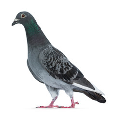Young grey Racing Pigeon walking side ways, looking straight ahead with orange / brown eye. Neck with pearl green and purple. Isolated on white background.