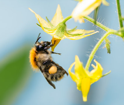Bumblebee on flower blossoms
