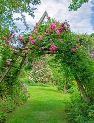 Idyllic rose garden