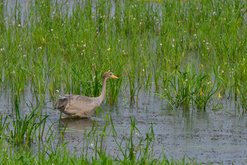 Kranich Familie in der Oberlausitz