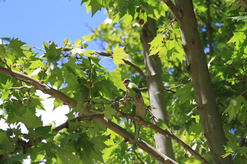Pair of Agapornis in the tree