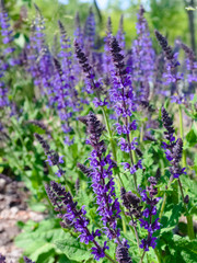 Obraz premium Bright purple lavender flower closeup, selective focus