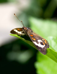 butterfly on a leaf