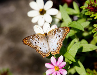 butterfly on flower