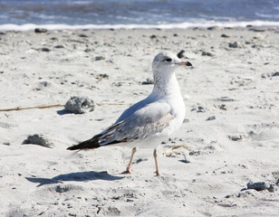 seagull on the beach