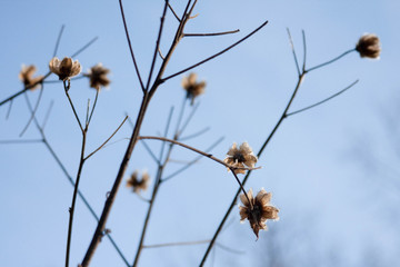 branch of tree with blue sky and clouds