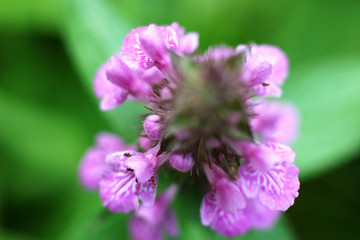 Fototapeta premium beautiful purple wildflowers on a blurred green background