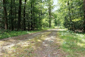 Waldweg