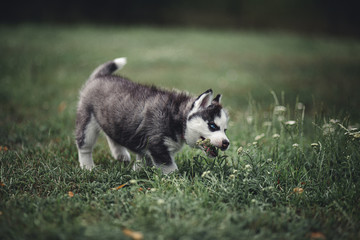 Siberian husky puppy