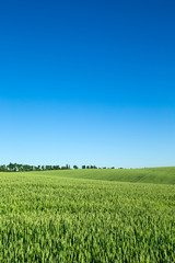 field of grass and perfect sky