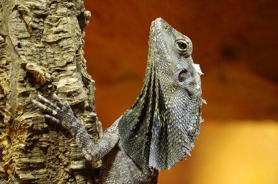 closeup of lizard