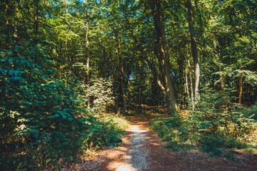path in a rural forest at usedom