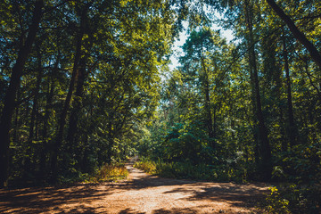 path in a rural forest at usedom