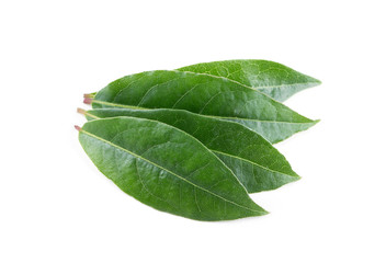 Obraz premium Bay leaves isolated on white background