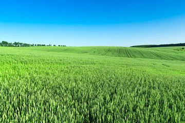 Fototapeta premium field of grass and perfect sky