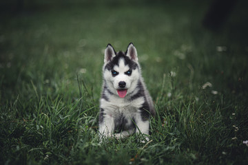 siberian husky puppy