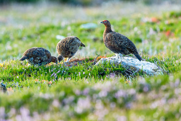 A covey of three Red Grouse (Scientific name: Lagopus lagopus) in natural moorland habitat.  Landscape, horizontal.  Space for copy.