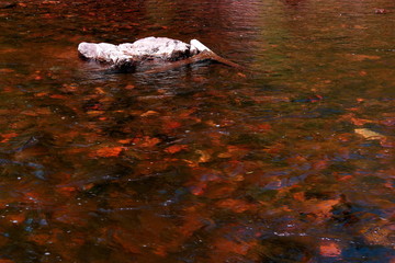 Blooded Waters