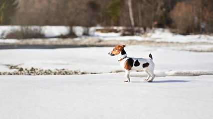 Small Jack Russell terrier walking on melting snow covered river, view from side