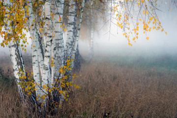 Row of birch trees with yellow leaves in the fog. Selective focus..