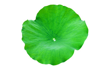 Fototapeta na wymiar Lotus leaf isolate on a white background. File contains with clipping path so easy to work.