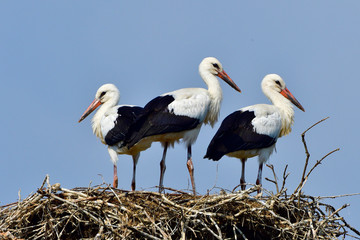 Junge Störche im Nest