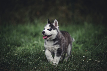 siberian husky puppy
