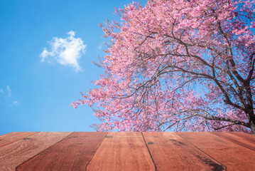 Wood for use and a natural backdrop cherry blossom pink. The beauty of nature The area for doing work.