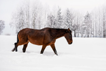Dark brown horse walks on snow covered field in winter, blurred trees in background, view from side back