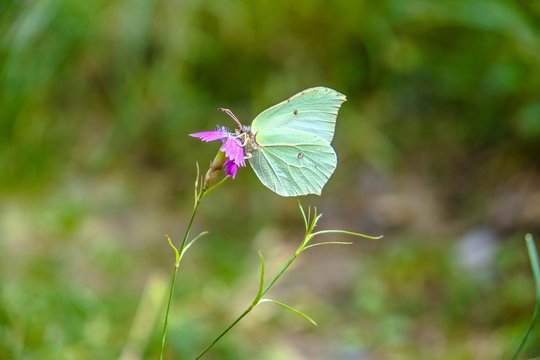 Gonepteryx rhamni on a flower in a wild forest
