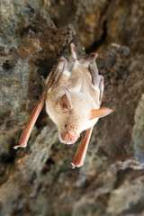 vampire bat are sleeping in the cave hanging on the ceiling period