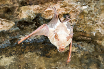 vampire bat are sleeping in the cave hanging on the ceiling period