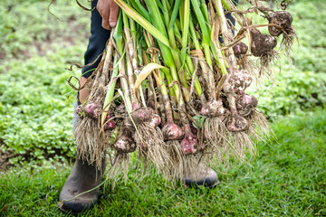 Farmer holding freshly harvested garlic. Fresh farm vegetable or organic produce in the garden. © alicja neumiler