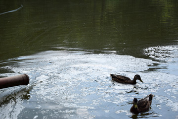 Feeding ducks on a pond in Europe