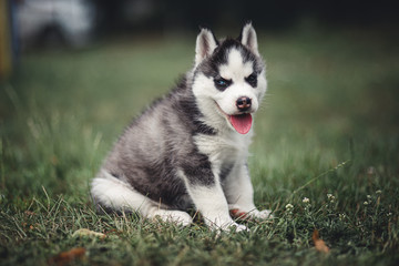 Husky puppy