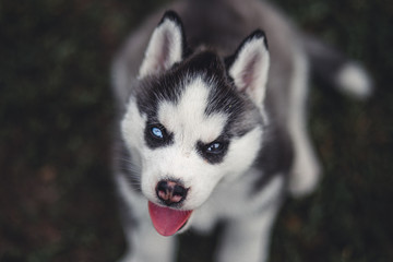 Siberian Husky puppy