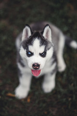 Siberian Husky Puppies
