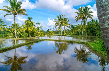 Fototapeta na wymiar A view of rice fields reflection and palm trees on a clear and sunny day in Bali, Indonesia. Asia