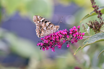 Vanessa cardui Distelfalter Schmetterling
